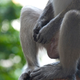 Image for article titled 9 Animals That Masturbate (Other Than Humans)